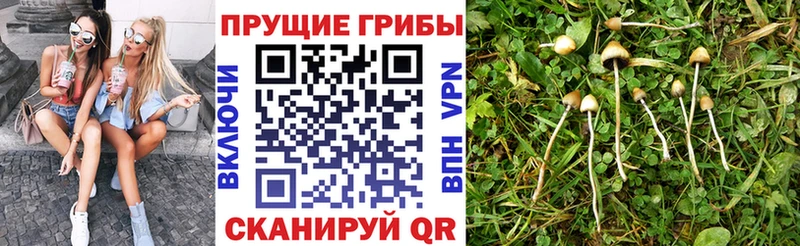 ссылка на мегу сайт  Купино  Псилоцибиновые грибы прущие грибы 